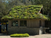 greenroofshed